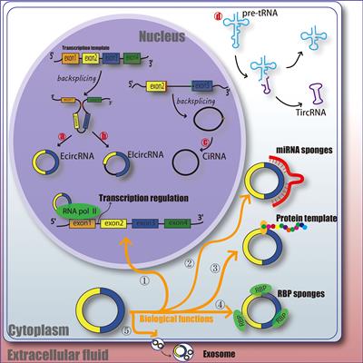 The progress and challenges of circRNA for diabetic foot ulcers: A mini-review